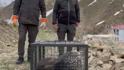 Hakkari'de Oklu Kirpi Doğaya Salındı