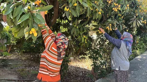 Talep Düşünce Ücretsiz Dağıtım Yaptı