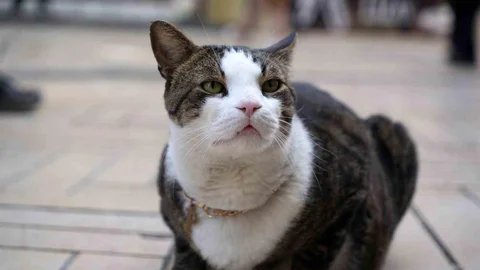 Kocaeli'de Prens Adlı Kedi İlgi Odağı Oldu