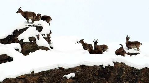 Erzincan'da Dağ Keçileri Havadan Görüntülendi