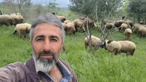 Çeşme Sakızı ve Fransız Koç Melezlemesi