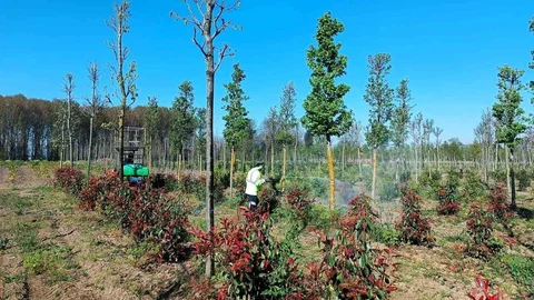 Kocaeli'de Bitkiler Hastalıklara Karşı Korunuyor