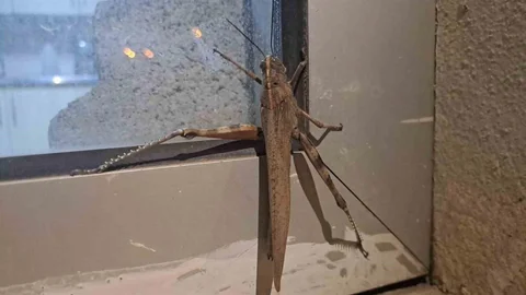 Diyarbakır'da Dev Çekirge Şaşkınlığı