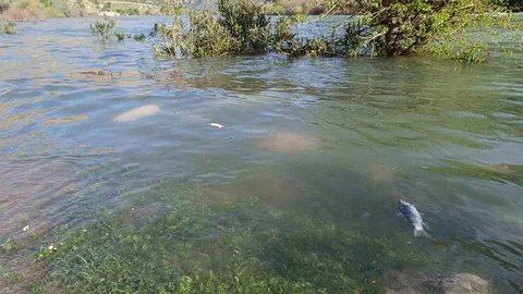 Dicle Nehri'nde Balık Ölümleri Yaşanıyor