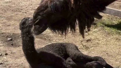 Kocaeli'de Yavru Deve Kutlaması