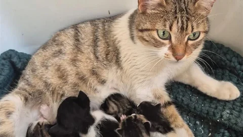 Germencik’te Kediler Yeni Yuvalarını Bekliyor