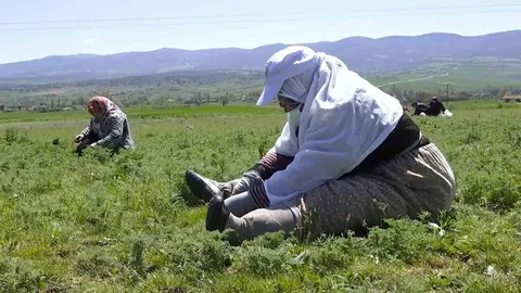 Çorum'da Madımak Otu Sezonu Başladı