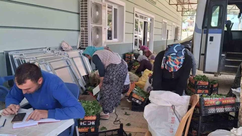 Sarıgöl'de Bağ Yaprağı Alımları Başladı