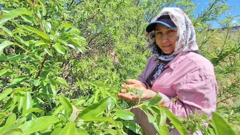Manisa'da Çağla Satışı Başladı