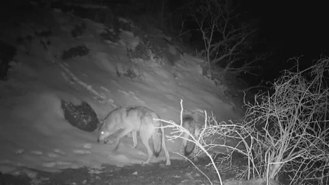 Erzincan'da Yaban Hayatı Hareketliliği