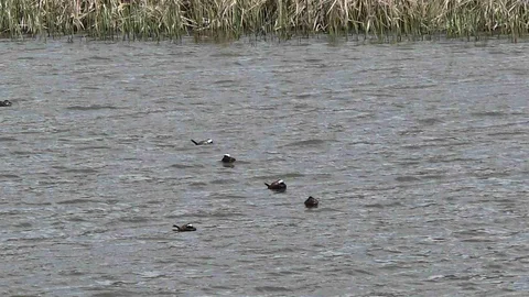 Van Gölü'nde Dikkuyruk Heyecanı