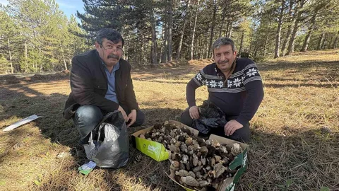Kastamonu Ormanlarında Kuzugöbeği Mantarları Bol