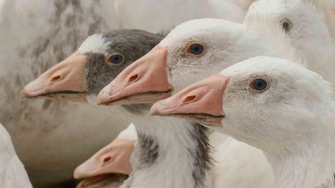Anadolu Kazına Yeni Bir Kimlik Kazandırılıyor