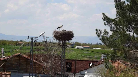 Malatya'da Leylekler Yuvalarına Dönüyor