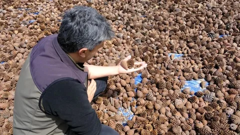 Kahramanmaraş'ta Kızılçam Tohumları Hazırlandı