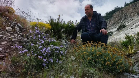 Aydın’da Küçük Çan Bitkisi Tehlikede