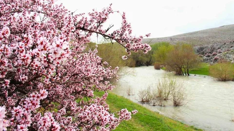Kahramanmaraş'ta Yabani Bademler Çiçek Açtı