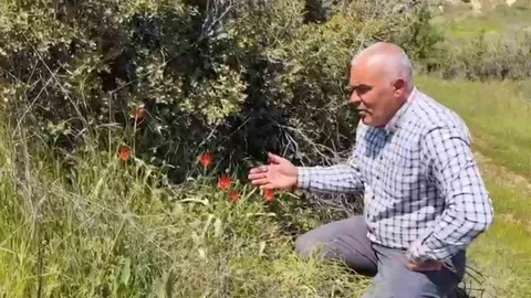Denizli'de Anemon Lalesi Yetişti