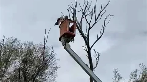 Leylek Ağaçtan Kurtarıldı