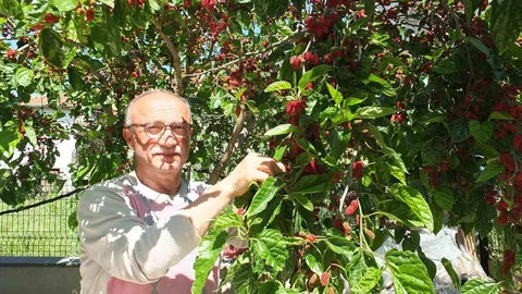 Burhaniye'de Baharın İlk Meyveleri Göründü