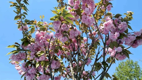 Sakarya'da Sakura Çiçekleri Açtı