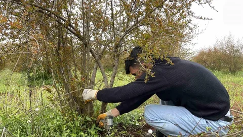 AB tescilli Suruç narında budama zamanı