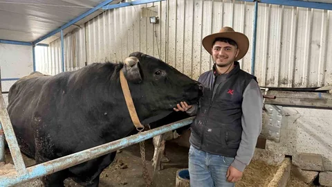 Sakarya'da Dev Tosunlar İlgi Çekiyor