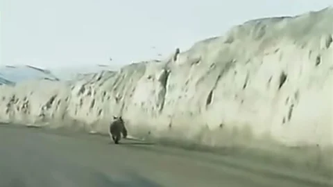 Van'da Yolda Ayı Görüntülendi