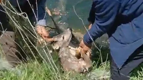 Edirne'de Sulama Kanalına Düşen Karaca Kurtarıldı
