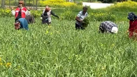 Gaziantep'te Sarımsak Temizliği Devam Ediyor