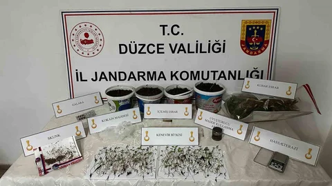 Düzce'de Kenevir Yetiştiren Şahıs Gözaltına Alındı