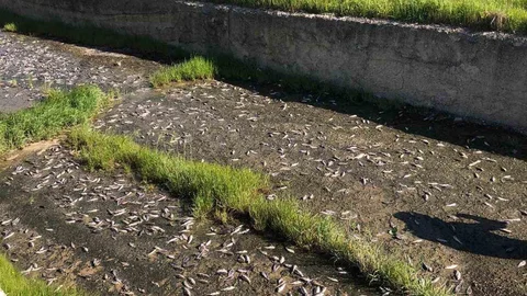 Tekirdağ'da Toplu Balık Ölümleri Görüldü