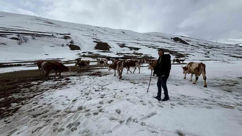 Ardahan'da Kış Mevsimi Hayvancılığı Etkiliyor