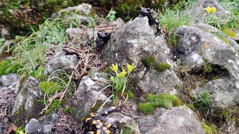 Erzincan'da Bahar ve Doğanın Canlanması