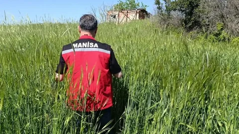 Sarıgöl'de Tarım Ekipleri Çalışıyor
