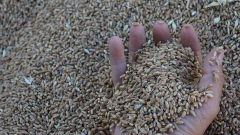 Dünya Hububat Üretiminde Rekor Bekleniyor