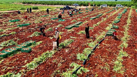 Adana'da Turfanda Patates Hasadı Başladı