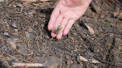 Bursa'da Yeşillendirme Çalışmaları Başarıya Ulaştı