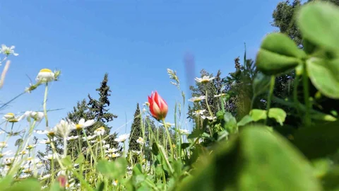 Manisa'da Endemik Lale İhtişamı