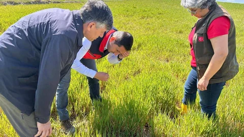 Afyonkarahisar'da Hububat Kontrolleri Başladı