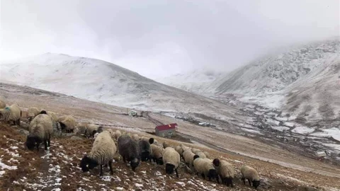 Giresun'da Yaylacılardan Tepki