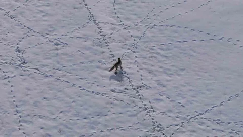 Van'da Tilkinin Avı Dronla Görüntülendi