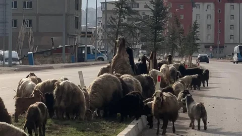 Hakkari'de Koyun Sürü Trafiği Durdurdu