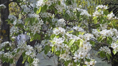 Çiçek Açan Armut Ağacı Göz Kamaştırıyor