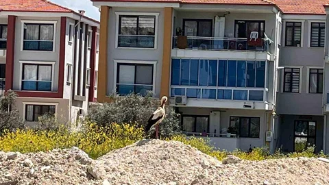 Yatağan'da Leylek Görüntüleri Kaydedildi