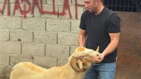 Burhaniye'de Kurbanlık Satışı Başladı