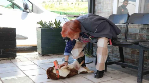 Yalova'da Duygusal Hayvan Buluşması