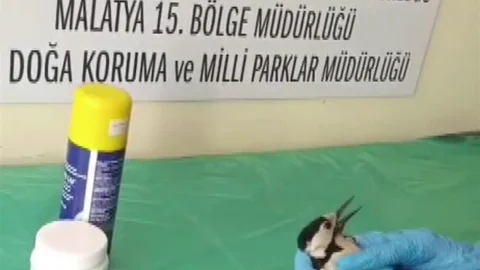 Sivas'ta Ağaçkakan Tedavi Edildi