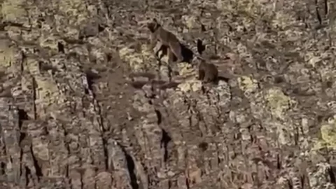 Malatya'da Ayı ve Yavrusu Görüntülendi