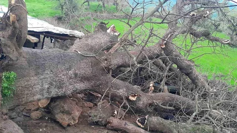 Derecik'te Ağaç Devrildi, 4 Keçi Telef Oldu